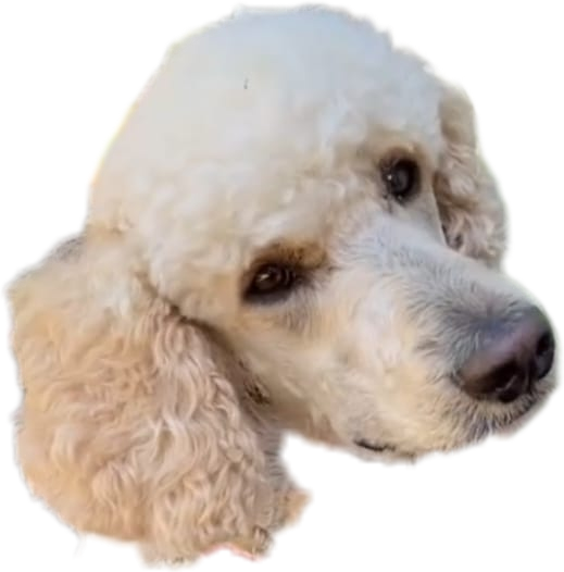 Claudeface.png