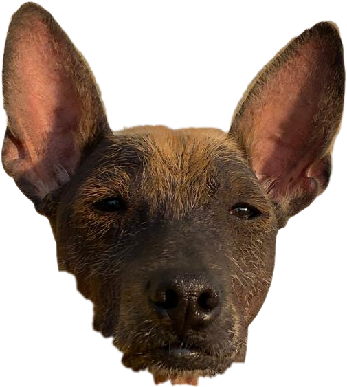 Ericface.png