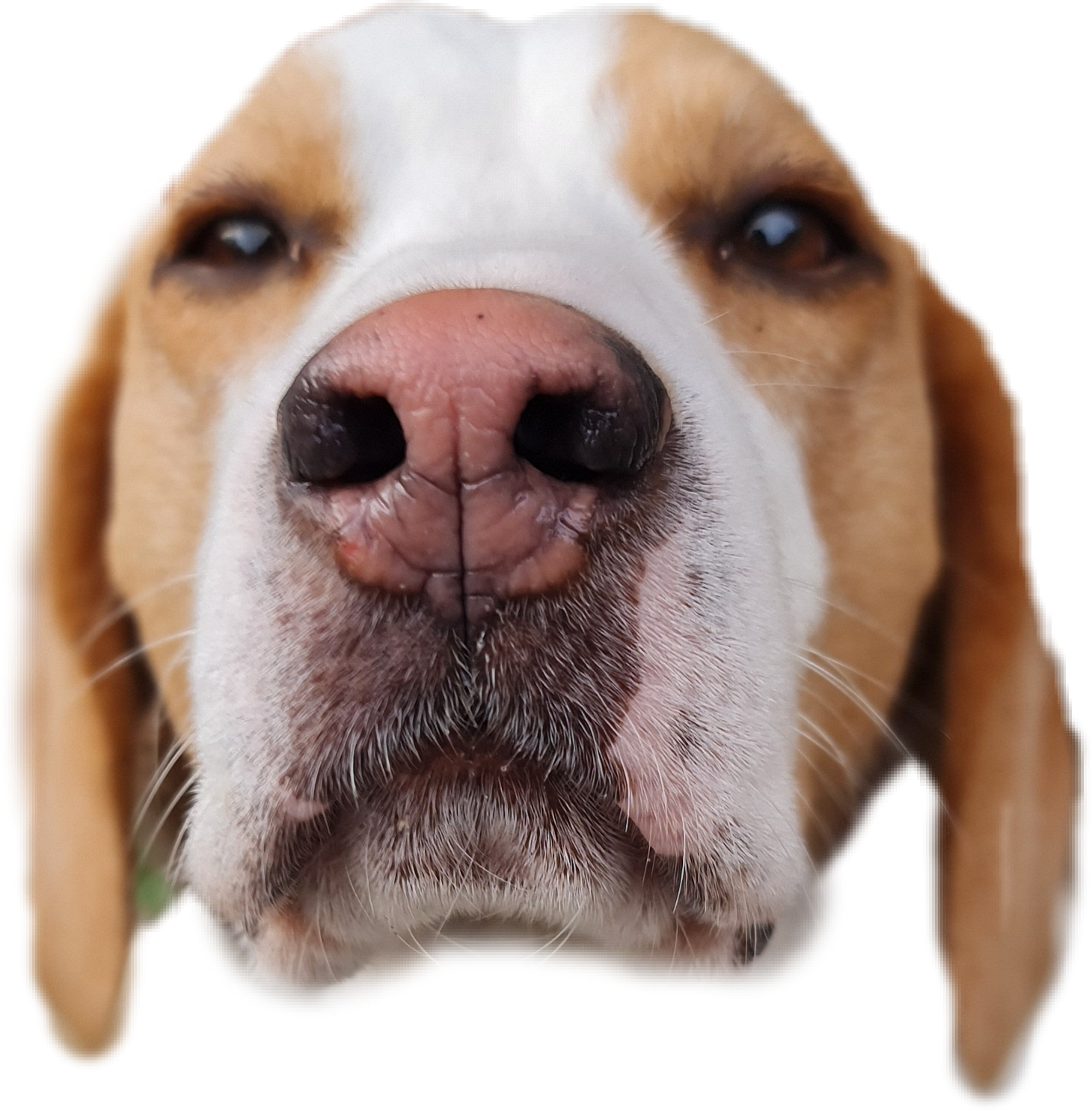 Horaceface.png