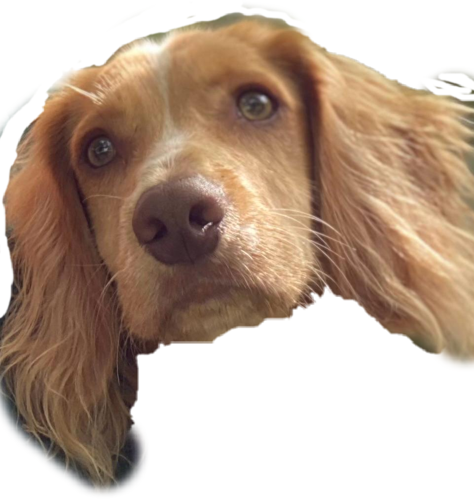 Leoface.png