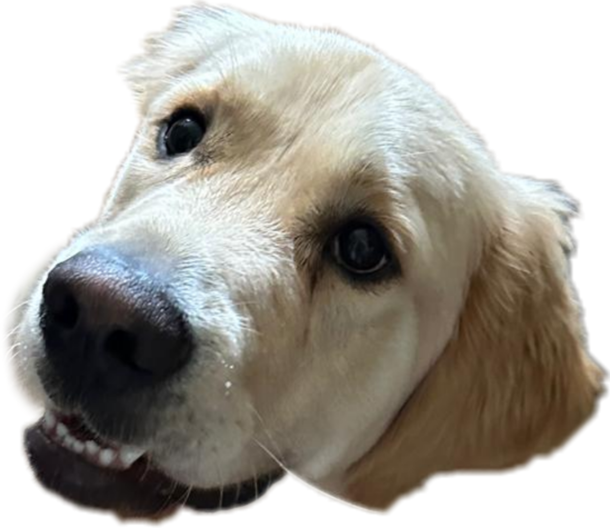 Mischiefface.png