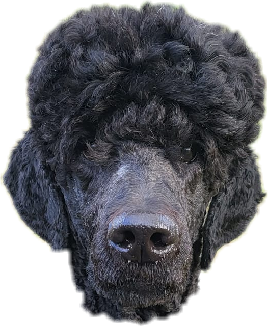 Pierreface.png