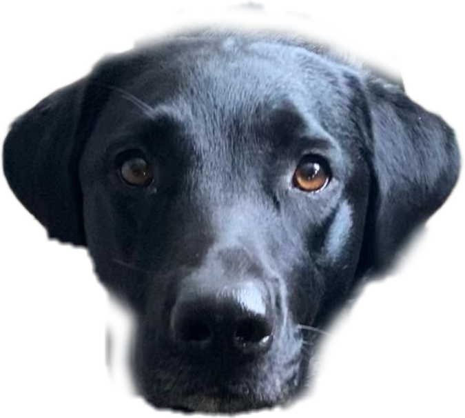 Willowface.png